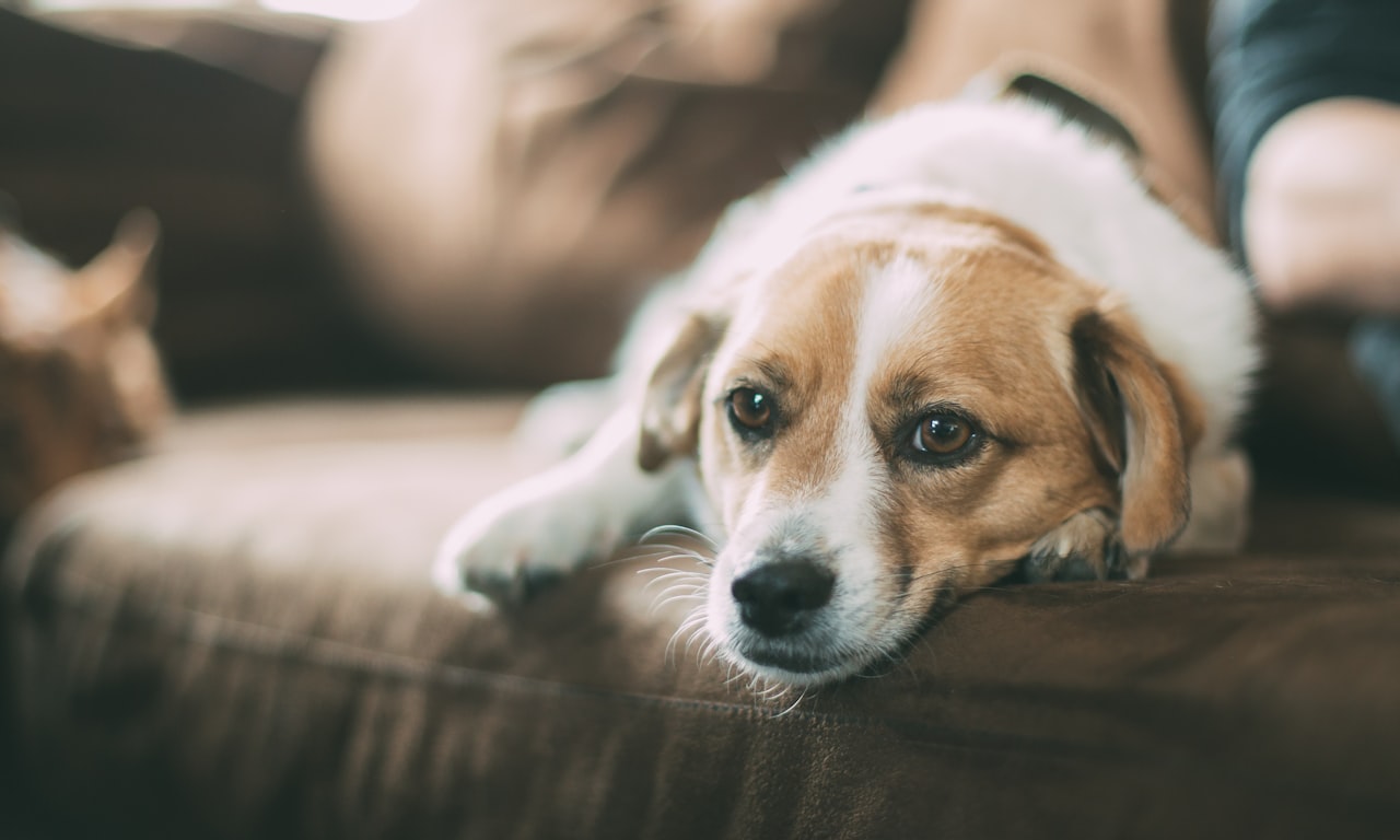 Pics de chien durables, légers et flexibles : Aperçu complet