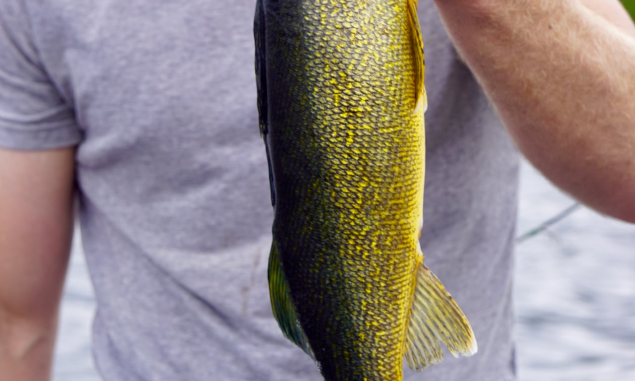 Changer les plaques de poisson sur un joint simple : outils, matériaux et étapes