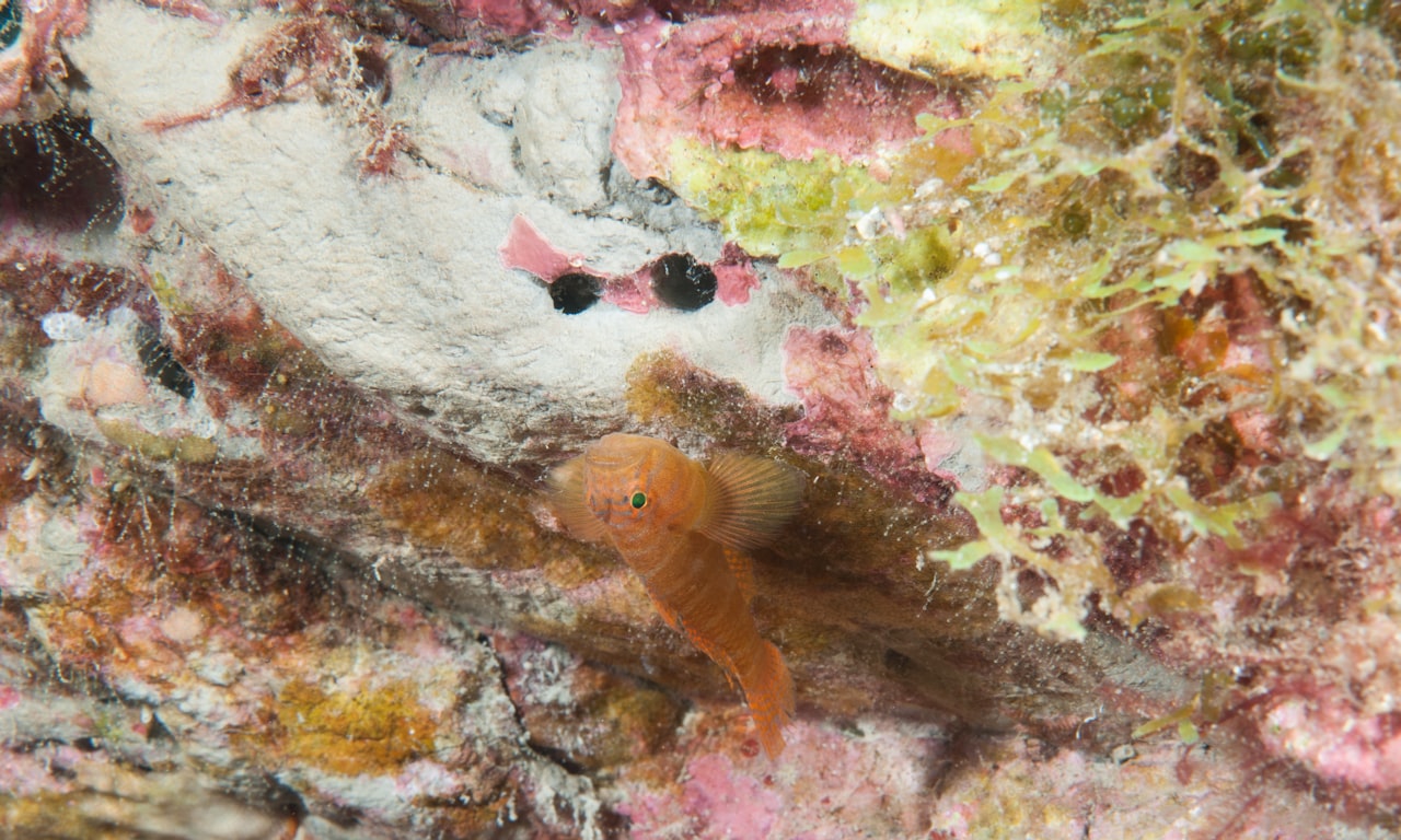 Comment choisir des boulons pour poisson : types, matériaux et considérations