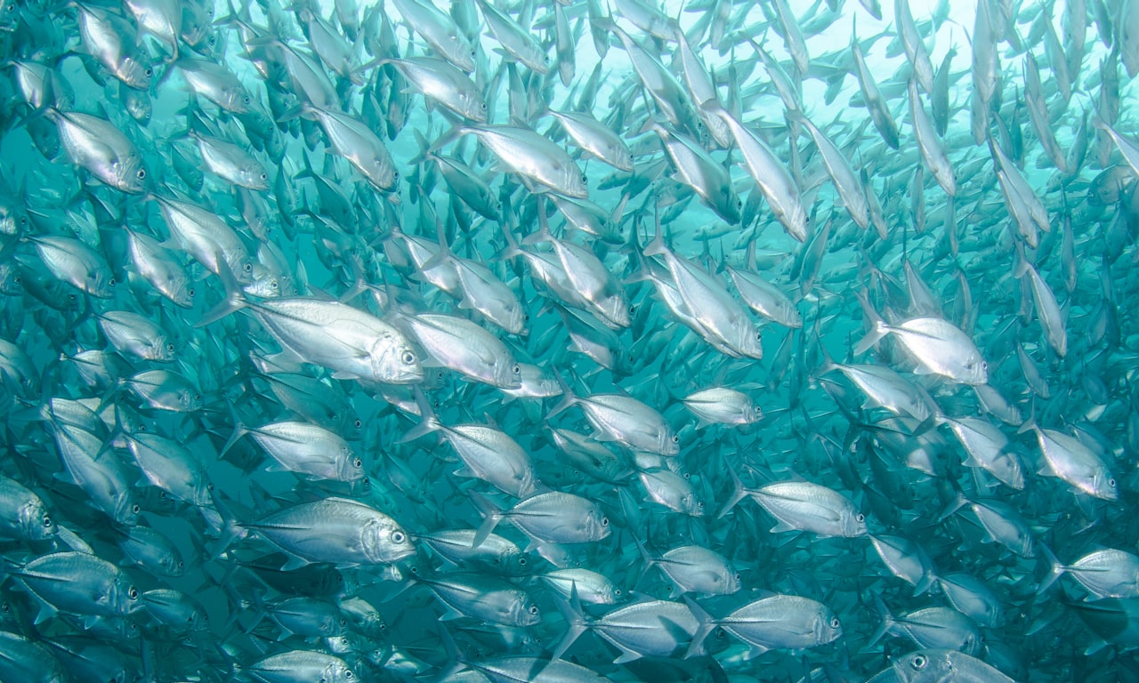 Types de plaques de poisson pour voies ferrées : Guide d'installation et de maintenance