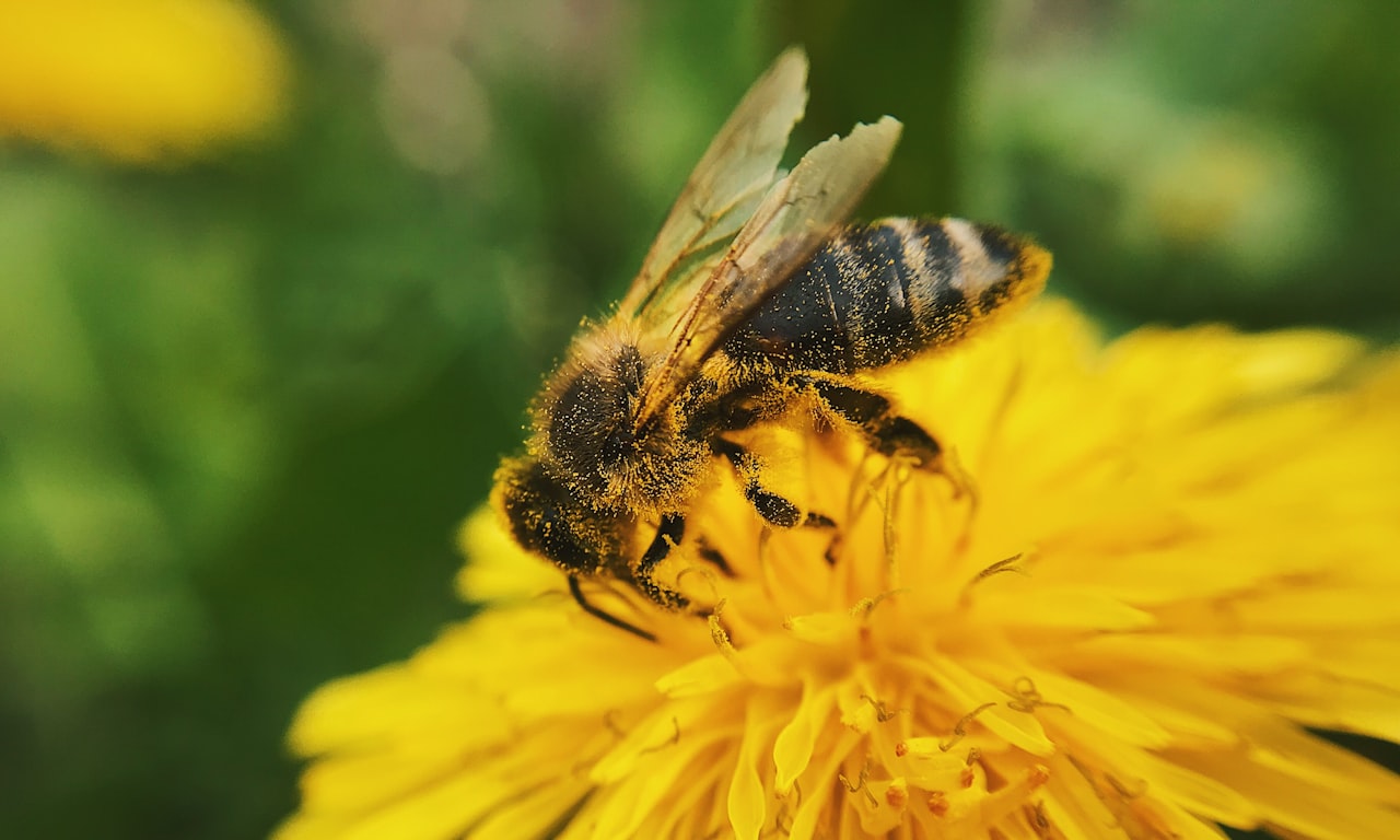 Systèmes de fixation à lame de printemps : types et avantages