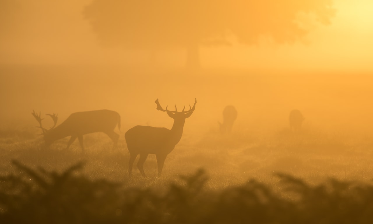 Réglementation pour la chasse près des voies ferrées : précautions de sécurité et directives