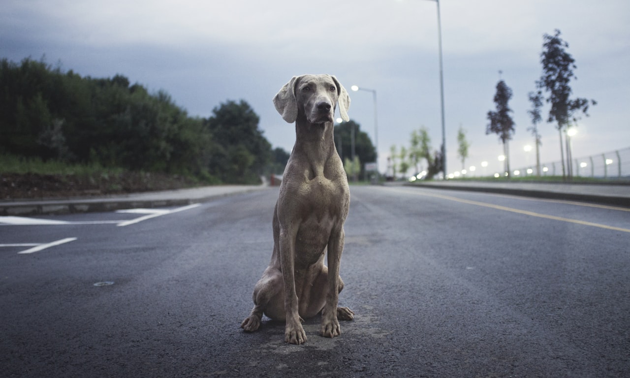 Découvrez le collier clouté parfait : élégant, sûr et durable pour les chiens.