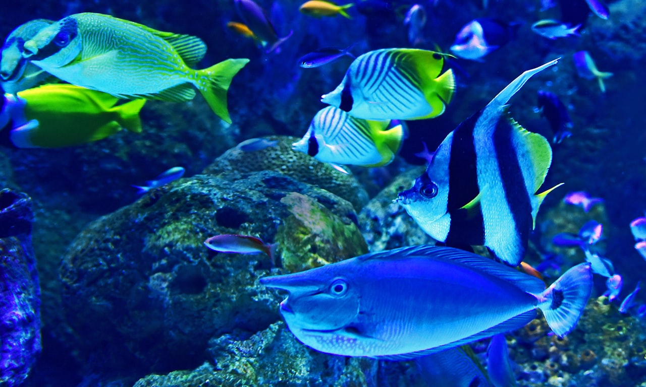 Plaques de poisson de chemin de fer de haute qualité pour des voies sûres et durables